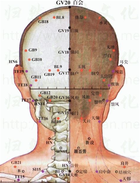 腦門穴|腦戶穴